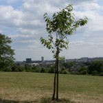 Balmore Walk Globe cherry planted Feb 2009