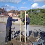 New Tree for Balmore Surgery car park 2010
